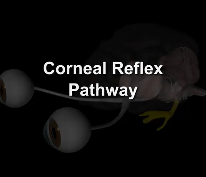 corneal reflex